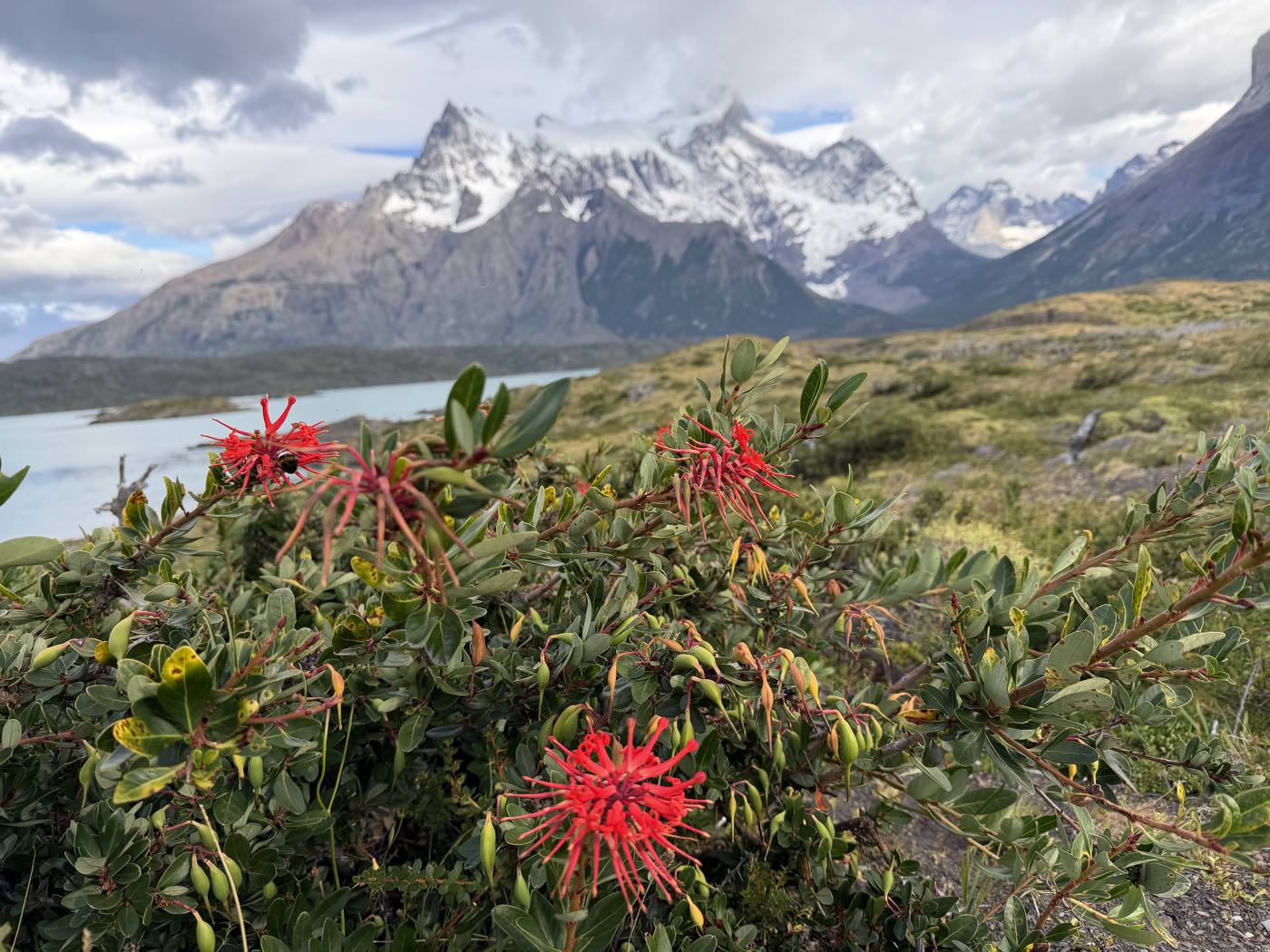 Red firebush flowers in front of the snow-capped Paine massif