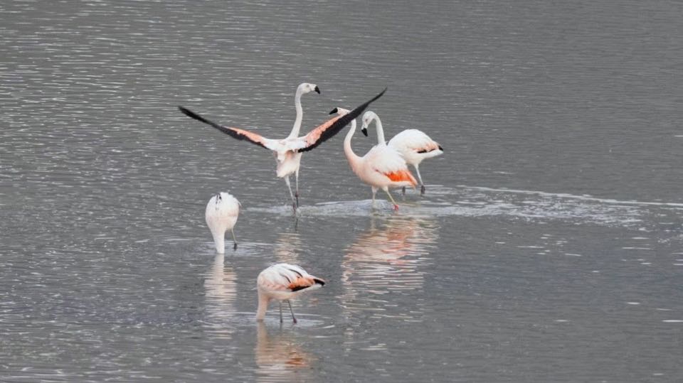 Pink flamingos wading in shallow water, one with its wings spread