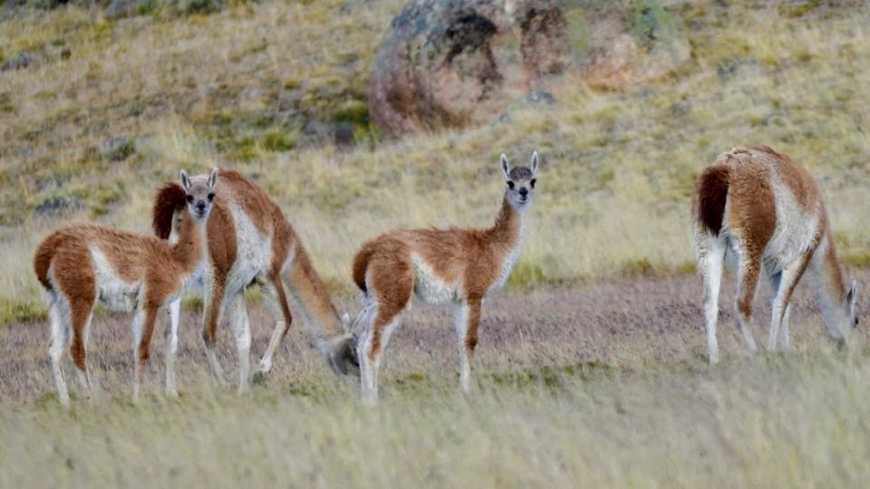 Four guanacos grazing on a grassy slope