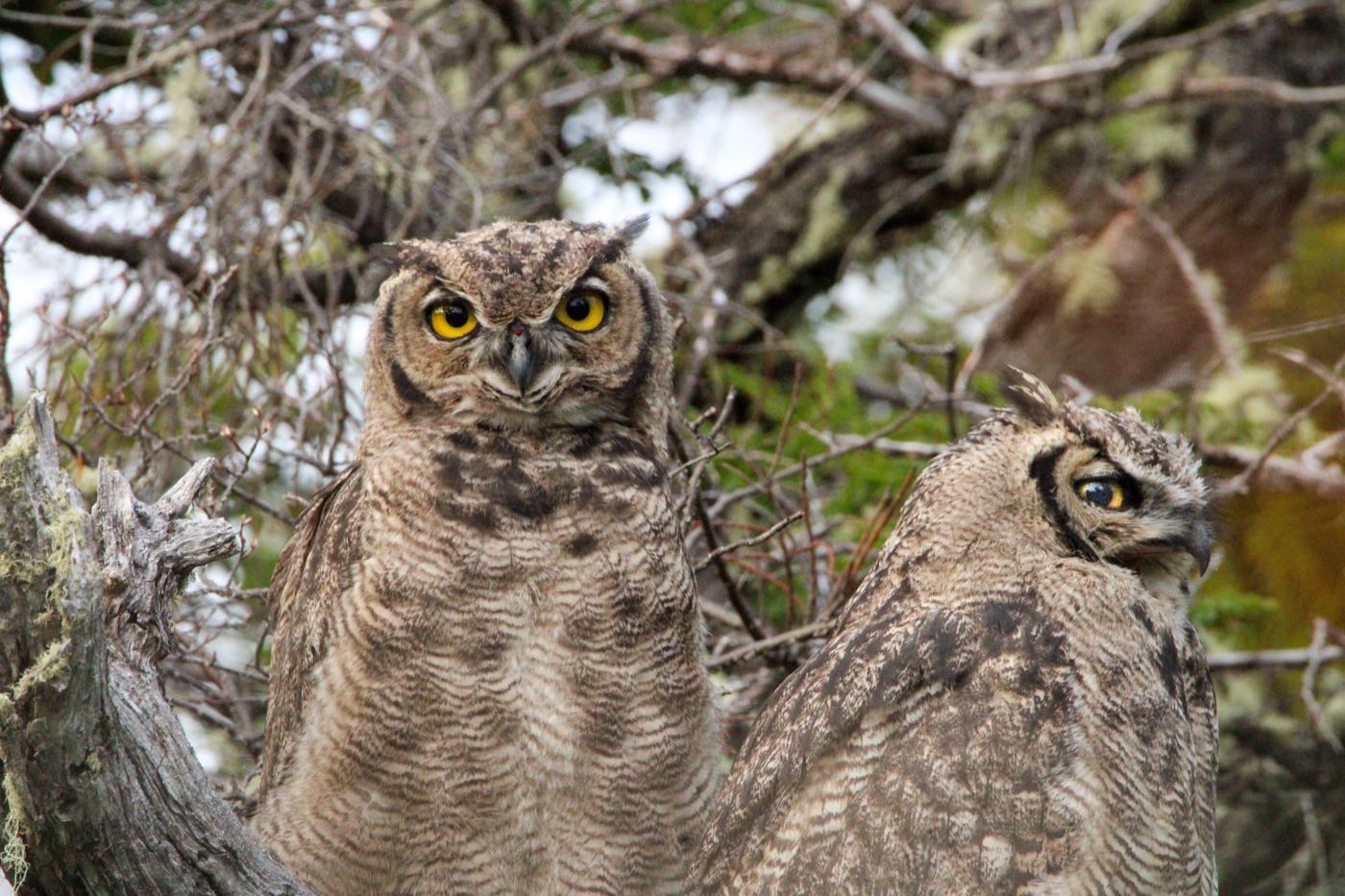 Two large horned owls with yellow eyes perched in a tree