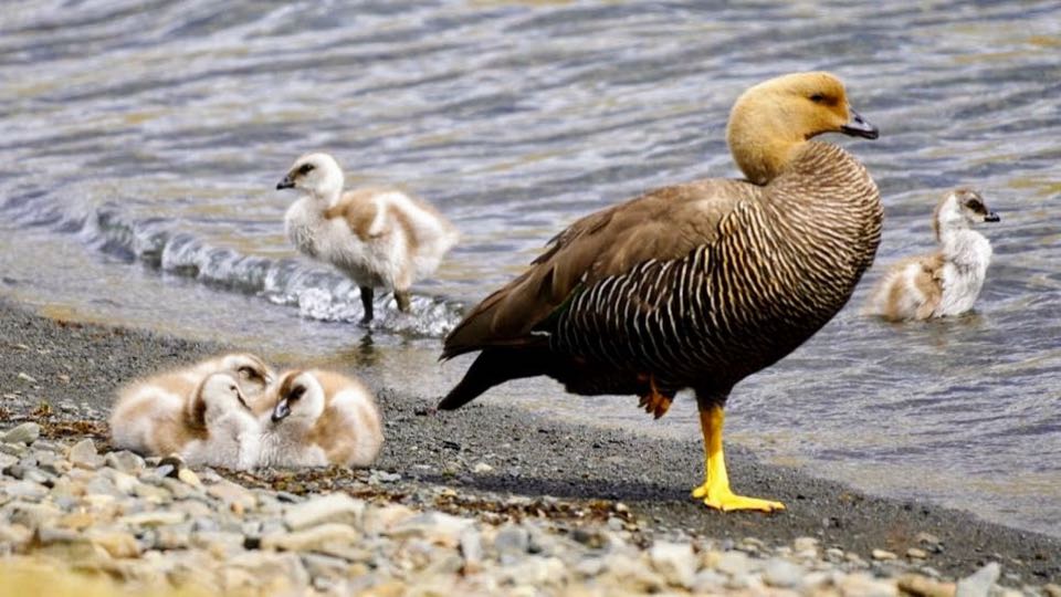 An upland goose on a pebble beach with fluffy goslings